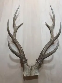 ニホンシカの頭骨 角　ハンティングトロフィー　一品物　壁掛け　インテリア ニホンシカの頭骨 角 ハンティングトロフィー 一品物 壁掛け