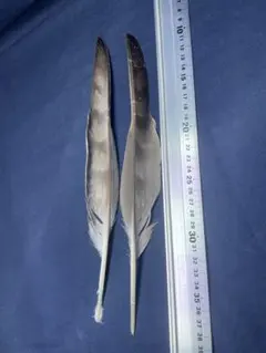 オオタカ 羽根 9枚セット尾羽根 弓道 矢羽 羽箒 - メルカリ