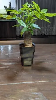 パキラ 観葉植物 苗