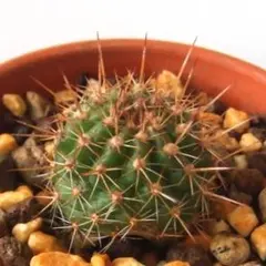 Sinalcol様 リクエスト 3点 まとめ商品