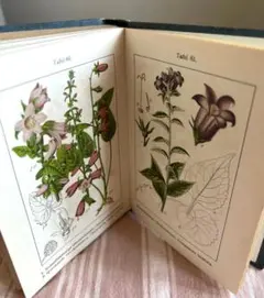 2025年最新】植物図鑑 アンティークの人気アイテム - メルカリ