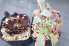 アエオニウム2品種セット「夜羅刹&Leopard Medusa」