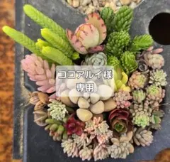 ココアルイ様専用☆多肉植物　セダム15種類以上　カット苗