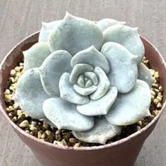 多肉植物 ミックスベリア ピーチック おらいさん苗 - メルカリ