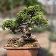 盆栽 真柏 懸崖 模様木 鉢植え - メルカリ