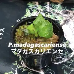 2025年最新】ビカクシダ マダガスカリエンセの人気アイテム