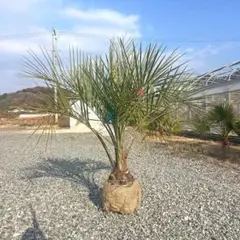 2026年最新】ココスヤシの木の人気アイテム - メルカリ