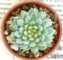 ❁サノフィ❁ ランダム配送 カット苗 寄せ植え 多肉植物 ❁サノフィ❁ ランダム配送 カット苗 寄せ植え 多肉植物