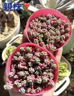 多肉植物 クラッスラ 紅稚児 抜き苗 - メルカリ