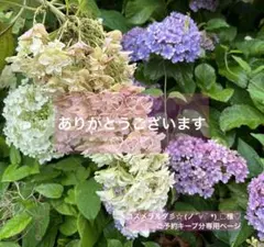 コスメラルダ彡☆ (ノ´∀｀*)_□様♡ご予約キープ分専用ページ