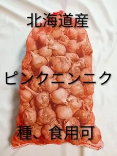 北海道産　行者ニンニク　球根の束　根のみ　100サイズ発送　500本 北海道産 行者ニンニク 球根の束 根のみ ネコポスサイズ発送 40
