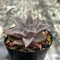 多肉植物 マディバ 抜き苗 ※鉢サイズ…6.5センチにて撮影 - メルカリ