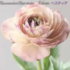 ひょんりくす@プロフ必読様 リクエスト 2点 まとめ商品