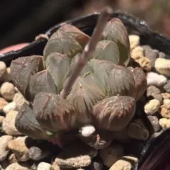 ち*こ様 ハオルチア オブツーサ錦　北極の光錦　多肉植物