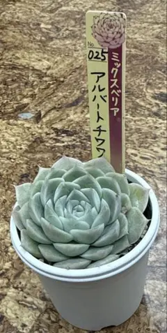 ミックスベリア 札付き おらいさん苗 蛙の音 - メルカリ