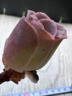 ど*ん様 No.c730グリーノビア　パルマハイブリッド種　アエオニウム