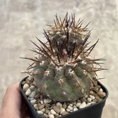 2025年最新】コピアポア シネレアの人気アイテム - メルカリ