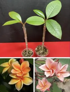 散歩道様 リクエスト 2点 まとめ商品