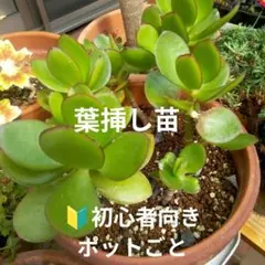縁起物【葉挿し/ポットごと】金のなる木 花月のサムネイル
