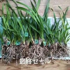 2026年最新】苗の人気アイテム - メルカリ