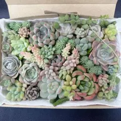 多肉植物　寄せ植えセット　詰め合わせ　エケベリア　セダムのサムネイル
