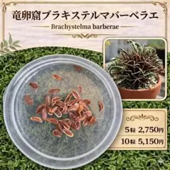 2026年最新】Brachystelmaの人気アイテム - メルカリ