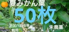 13 [농약 미사용] 여름 만다린 오렌지 잎 50장, 제비꼬리 벌레 미끼 만다린 오렌지 잎