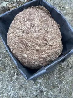 蜂の巣 スズメバチの巣 縁起物 - メルカリ