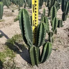 2025年最新】柱サボテン ブランチの人気アイテム - メルカリ