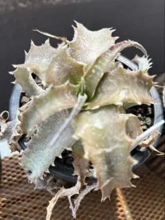 uzutan様 リクエスト 3点 まとめ商品