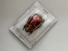 【27mm】アウリガンスプラチナコガネ 金色型 カナブン ウグイスコガネ 標本 27mm】アウリガンスプラチナコガネ 金色型 カナブン ウグイスコガネ