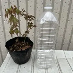 そーぜ様 リクエスト 2点 まとめ商品