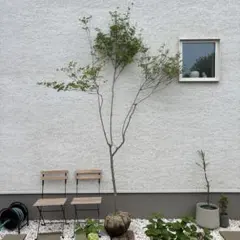 2026年最新】ドウダンツツジの人気アイテム - メルカリ