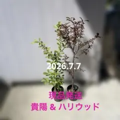 現品発送 貴陽 & ハリウッド 大苗 プラム すもも 5.5号 スリット鉢
