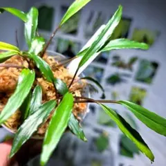 正規タグ付き　Homalomena sp. \" 紅明 \" 2025年最新】Homalomena タグ付の人気アイテム - メルカリ