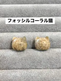2026年最新】フォッシルコーラルの人気アイテム - メルカリ