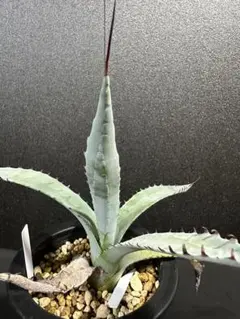 2025年最新】アガベ パラサナ ハイブリッドの人気アイテム