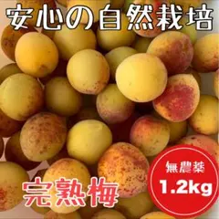 【自然栽培】青梅1.2キロ　岩手県産　白加賀のサムネイル