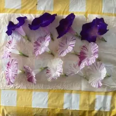 朝顔の押し花素材 12個セット