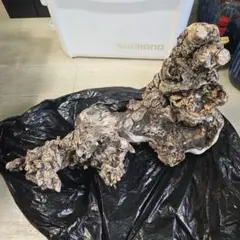 Item thumbnail for item a14242b1-4654-4e77-8476-1549a731b54e