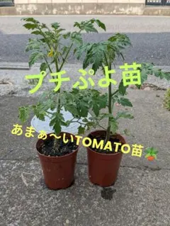 쁘띠 뿌요 모종【수량 한정】집 정원에서 “팬텀 토마토”를 키우자 ❢