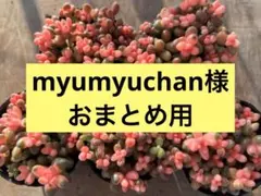 myumyuchan様専用ページ アエオニウム　サンゴジュ錦　9cmポット8つ
