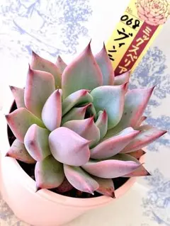 M様 リクエスト 2点 まとめ商品