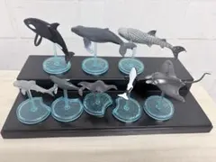 海洋生物フィギュアセット 世界自然動物 海洋編
