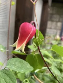 コリバス】Corybas Sp.(開花済み) 1球 - メルカリ