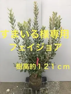 2026年最新】フェイジョアの人気アイテム - メルカリ