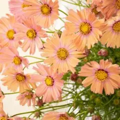 エリンコ様 リクエスト 3点 まとめ商品