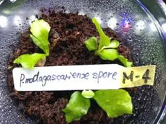 【ビカクシダM-4】マダガスカリエンセ　胞子培養のサムネイル