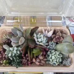 多肉植物セット 透明容器入り