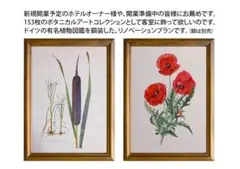 絵画】ボタニカルアート 「ポインセチア」原画 - メルカリ